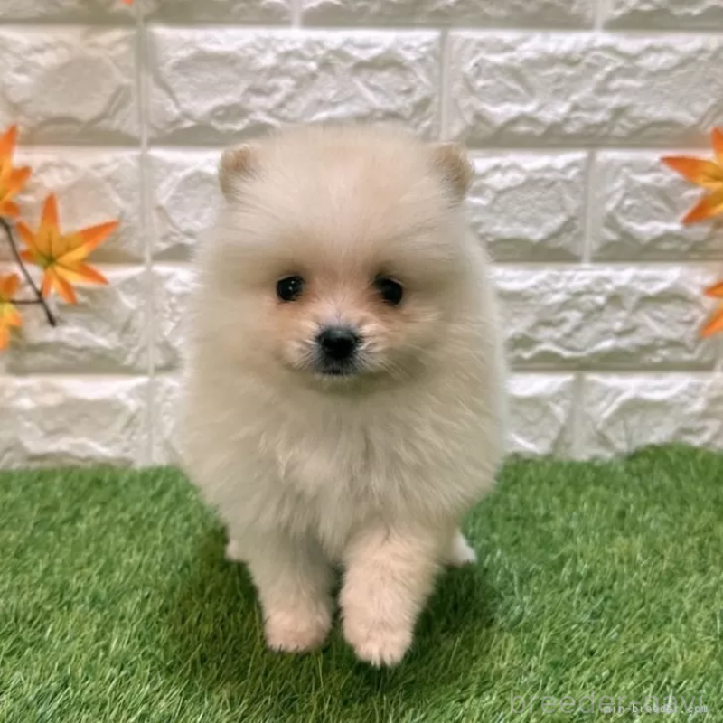 販売中の愛知県のポメラニアン-421795