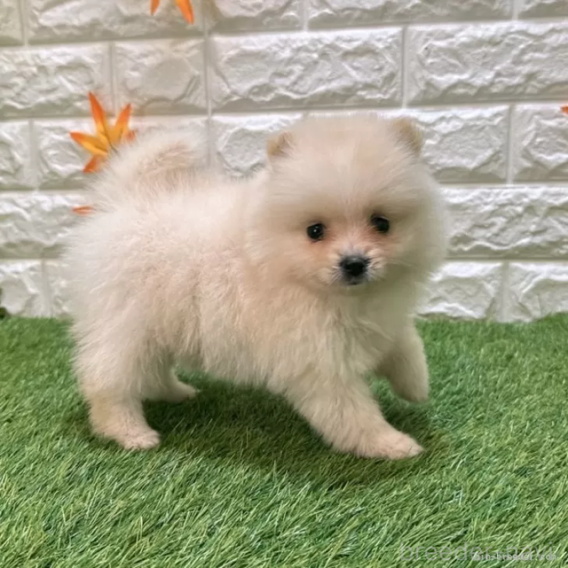 成約済の愛知県のポメラニアン-421795の5枚目