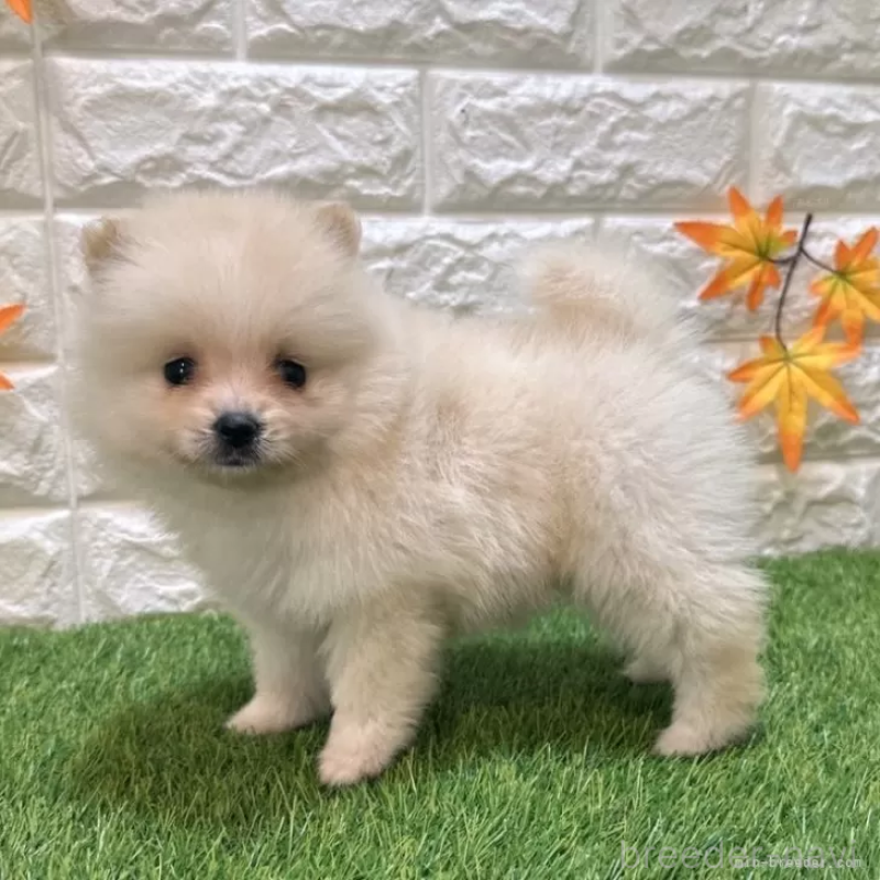 成約済の愛知県のポメラニアン-421795の4枚目