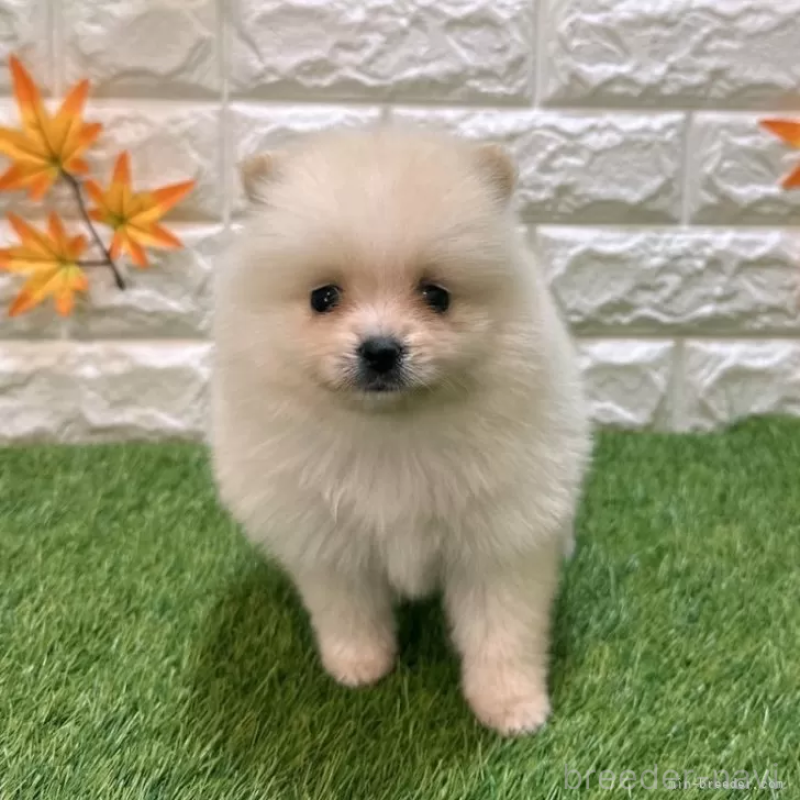 成約済の愛知県のポメラニアン-421795の3枚目