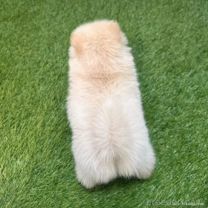 成約済の愛知県のポメラニアン-421795の2枚目