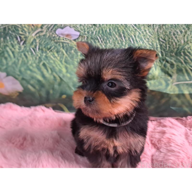 成約済の愛知県のヨークシャーテリア-415201の5枚目