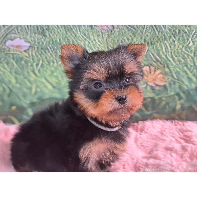 販売中の愛知県のヨークシャーテリア-415201