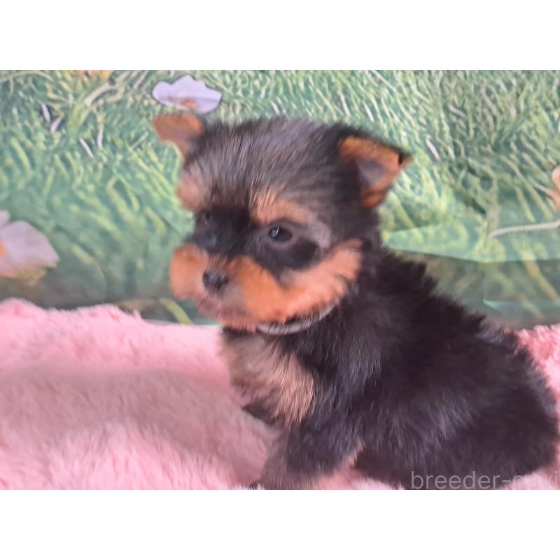 成約済の愛知県のヨークシャーテリア-415201の3枚目