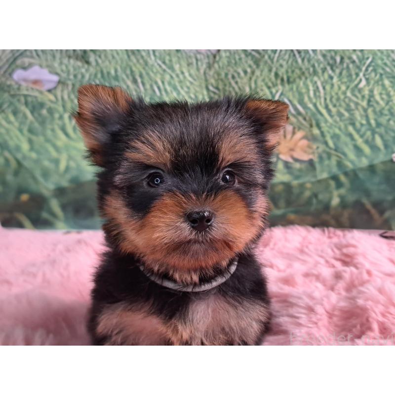 成約済の愛知県のヨークシャーテリア-415201の1枚目