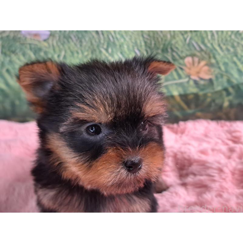 成約済の愛知県のヨークシャーテリア-415201の2枚目