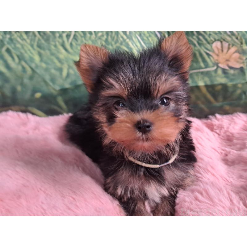 販売中の愛知県のヨークシャーテリア-415198の5枚目