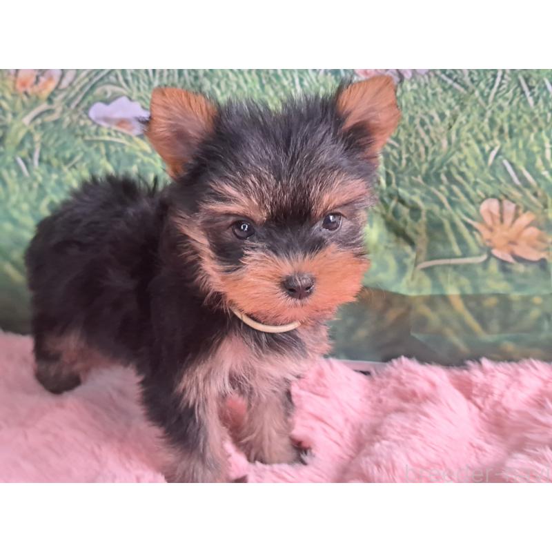 販売中の愛知県のヨークシャーテリア-415198の4枚目