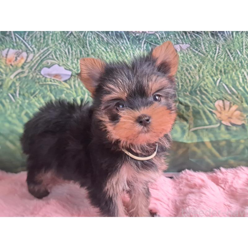 販売中の愛知県のヨークシャーテリア-415198の3枚目