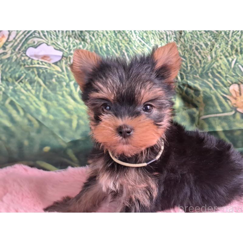 販売中の愛知県のヨークシャーテリア-415198の2枚目