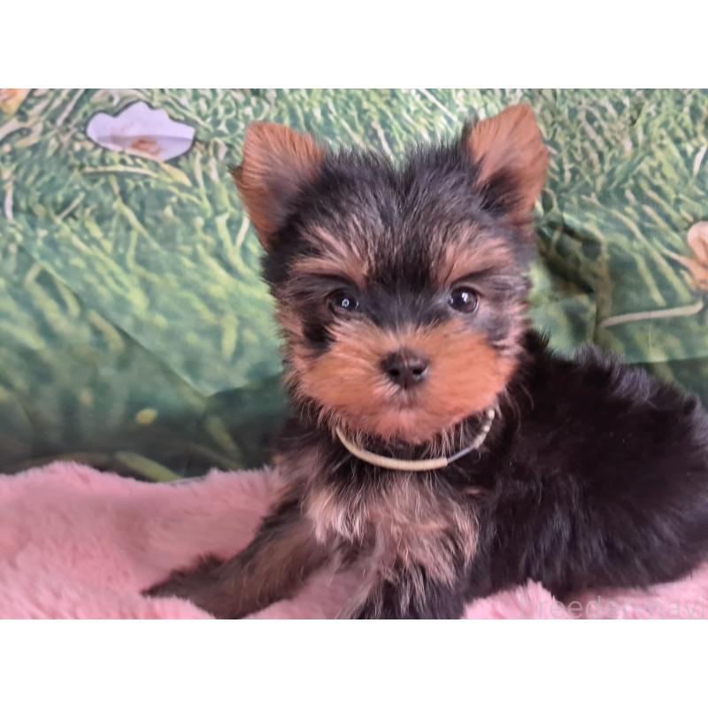 販売中の愛知県のヨークシャーテリア-415198