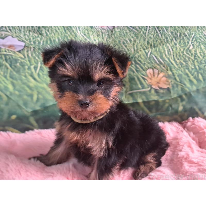 成約済の愛知県のヨークシャーテリア-415194の5枚目