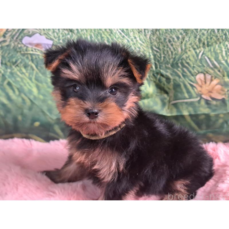 成約済の愛知県のヨークシャーテリア-415194の4枚目