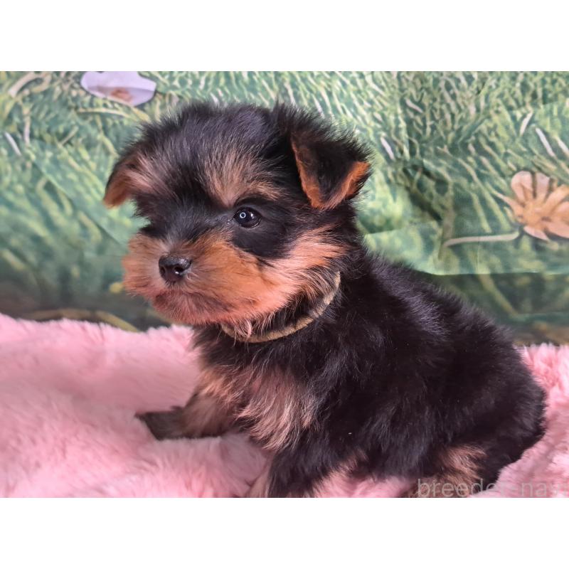 成約済の愛知県のヨークシャーテリア-415194の3枚目