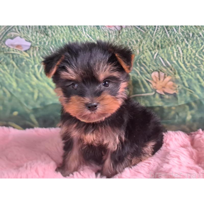 販売中の愛知県のヨークシャーテリア-415194