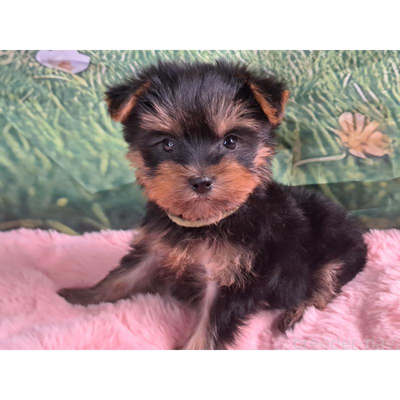 成約済の愛知県のヨークシャーテリア-415194の2枚目