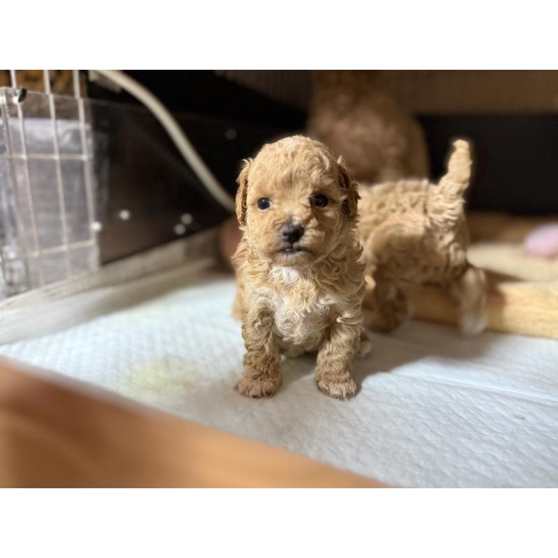 販売中の東京都のマルプー:マルチーズ×トイプードル-420829