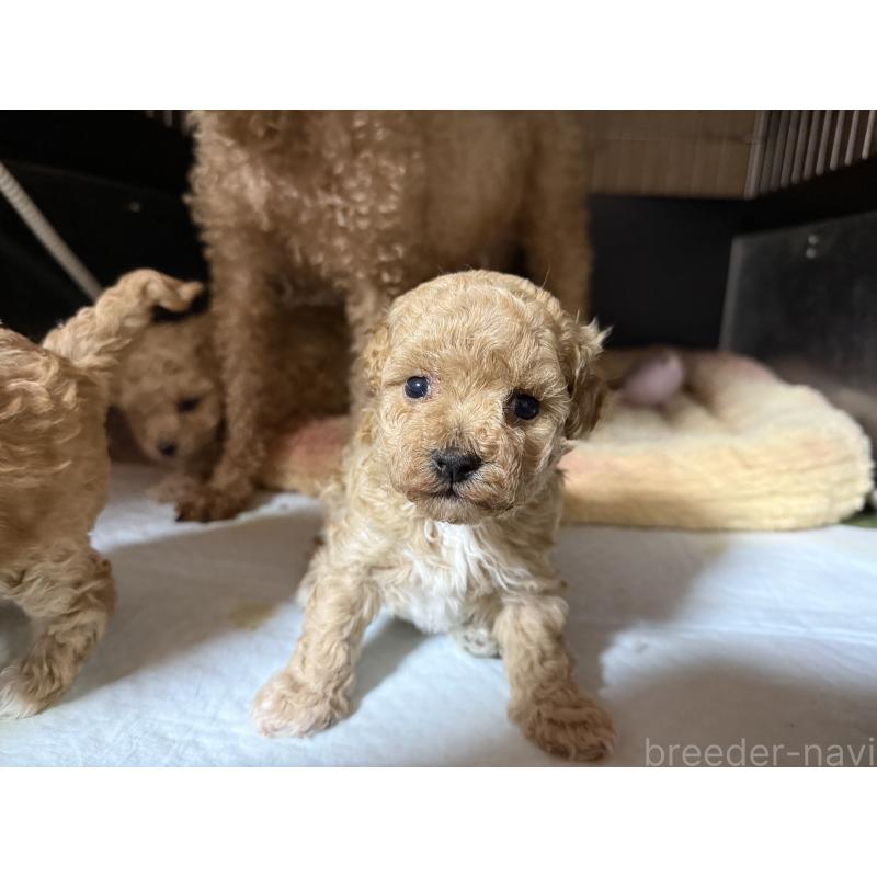 販売中の東京都のマルプー:マルチーズ×トイプードル-420831