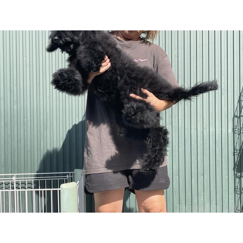 成約済の岐阜県のスタンダードプードル-407745の5枚目