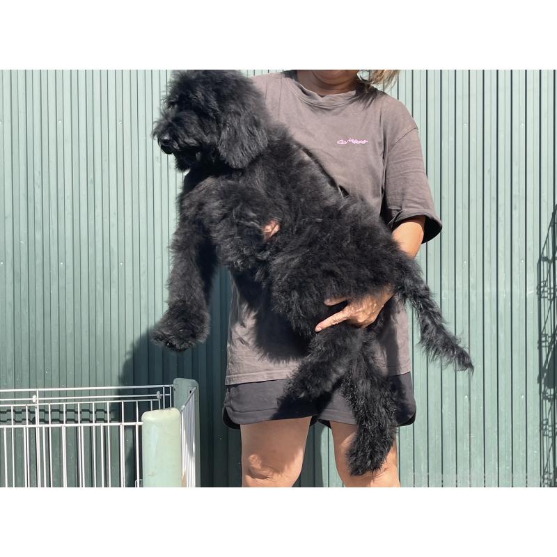 成約済の岐阜県のスタンダードプードル-407745の4枚目