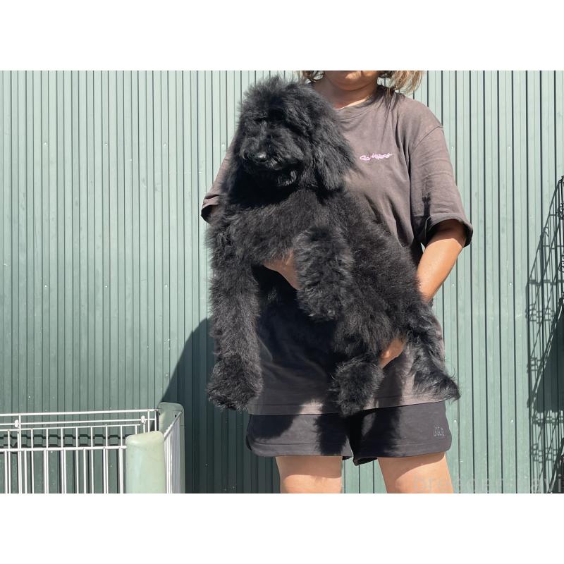 成約済の岐阜県のスタンダードプードル-407745の3枚目