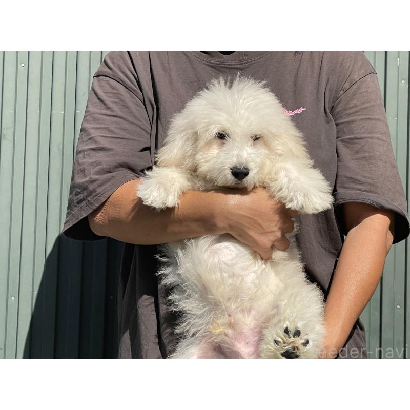 販売中の岐阜県のゴールデンドゥードル:ゴールデンレトリーバー×プードル-413951の5枚目