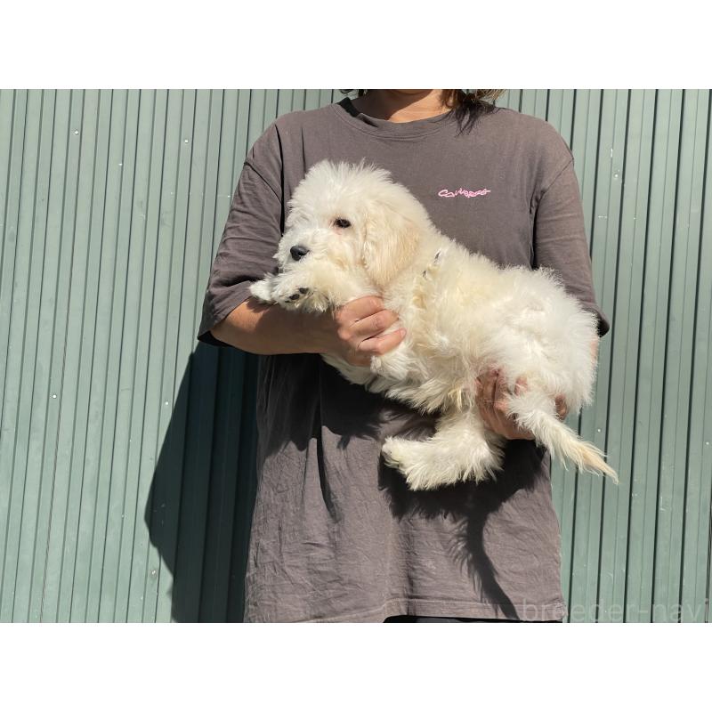 販売中の岐阜県のゴールデンドゥードル:ゴールデンレトリーバー×プードル-413951の4枚目