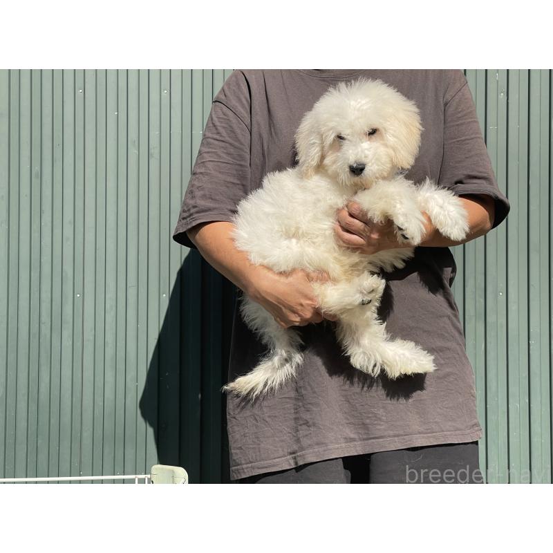 販売中の岐阜県のゴールデンドゥードル:ゴールデンレトリーバー×プードル-413951の3枚目