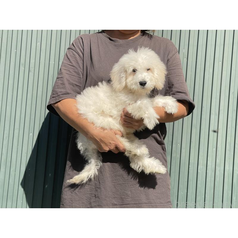 販売中の岐阜県のゴールデンドゥードル:ゴールデンレトリーバー×プードル-413951の2枚目