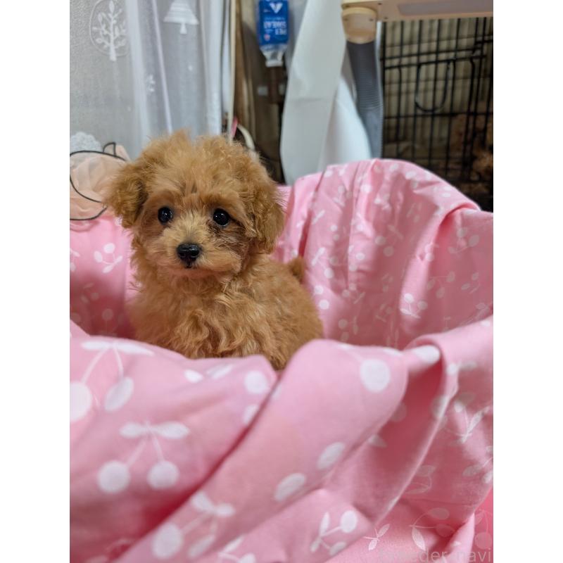 販売中の滋賀県のティーカッププードル-417147の4枚目