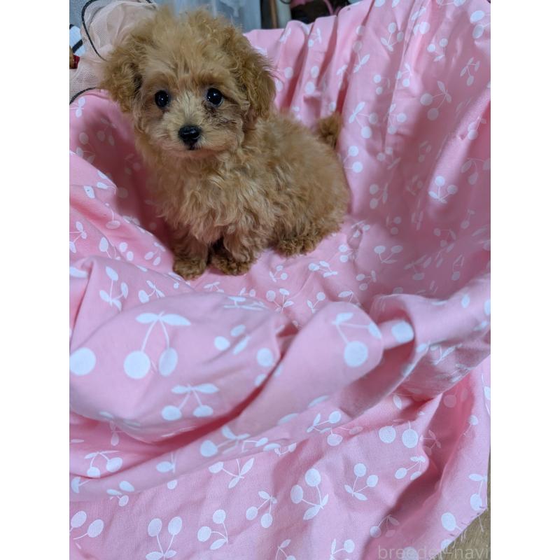 販売中の滋賀県のティーカッププードル-417147の3枚目