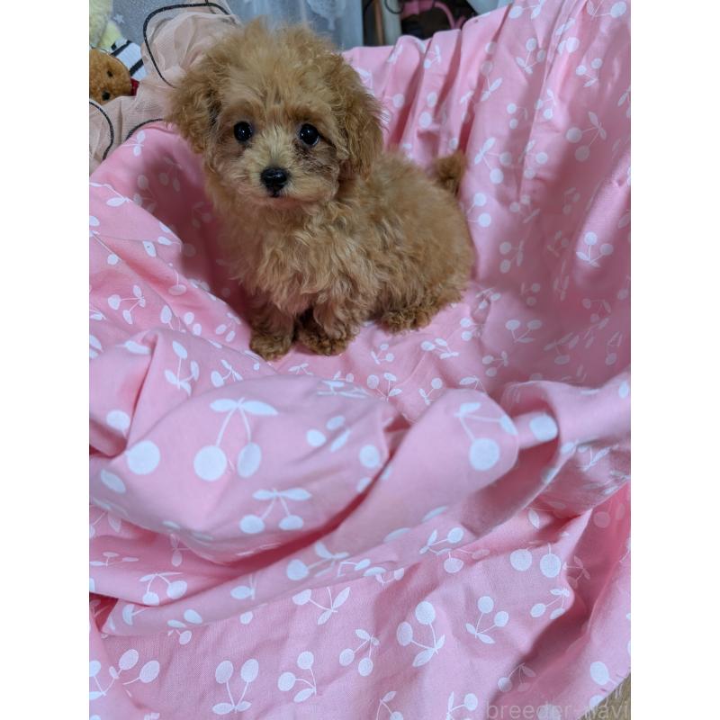 販売中の滋賀県のティーカッププードル-417147の2枚目