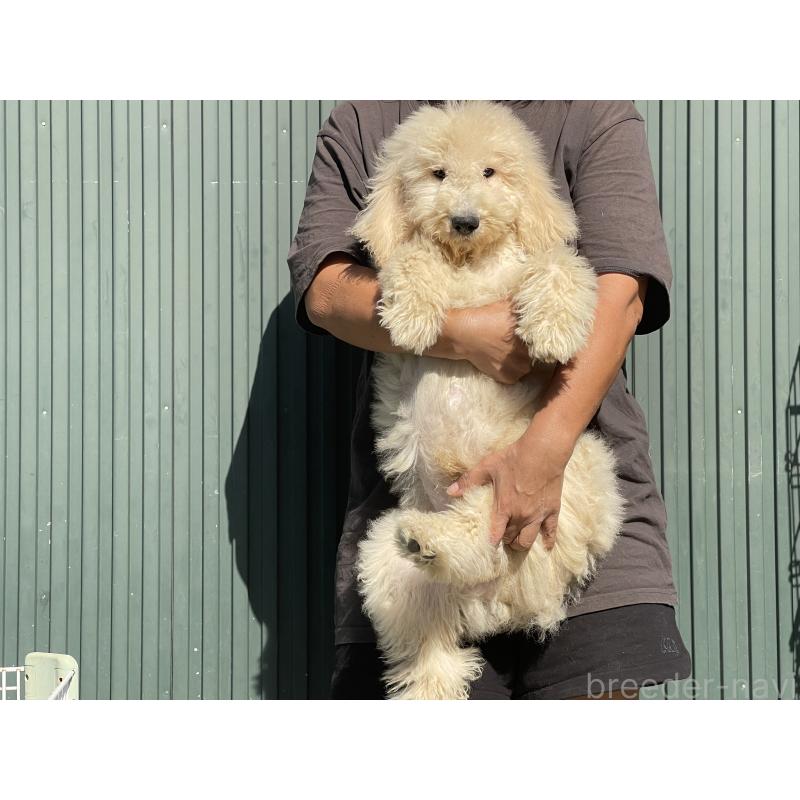 販売中の岐阜県のゴールデンドゥードル:ゴールデンレトリーバー×プードル-413953の7枚目