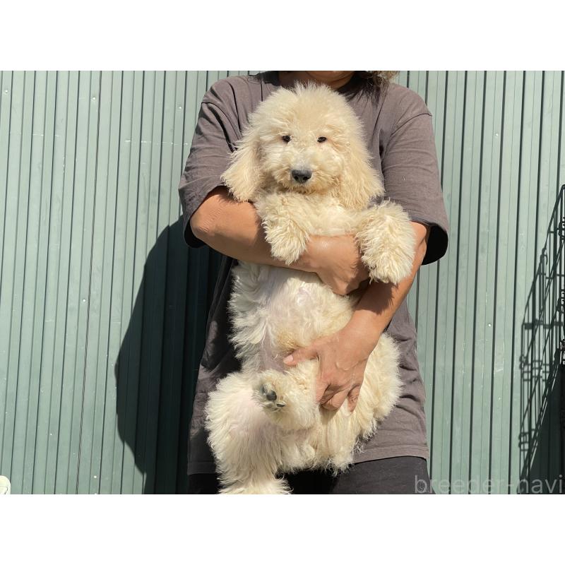 販売中の岐阜県のゴールデンドゥードル:ゴールデンレトリーバー×プードル-413953の6枚目