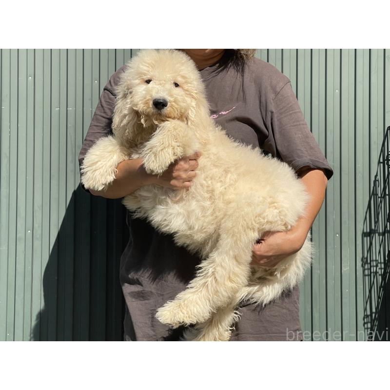 販売中の岐阜県のゴールデンドゥードル:ゴールデンレトリーバー×プードル-413953の5枚目