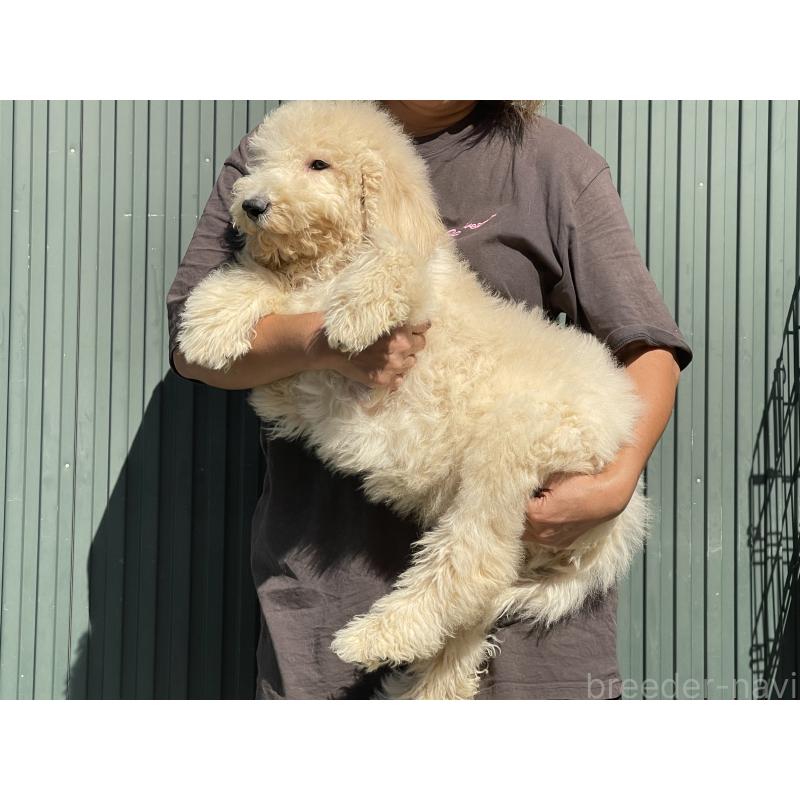 販売中の岐阜県のゴールデンドゥードル:ゴールデンレトリーバー×プードル-413953の4枚目