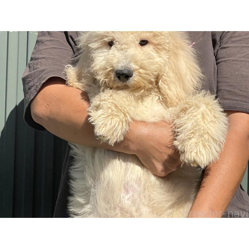 販売中の岐阜県のゴールデンドゥードル:ゴールデンレトリーバー×プードル-413953の3枚目