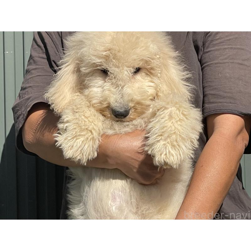 販売中の岐阜県のゴールデンドゥードル:ゴールデンレトリーバー×プードル-413953の2枚目