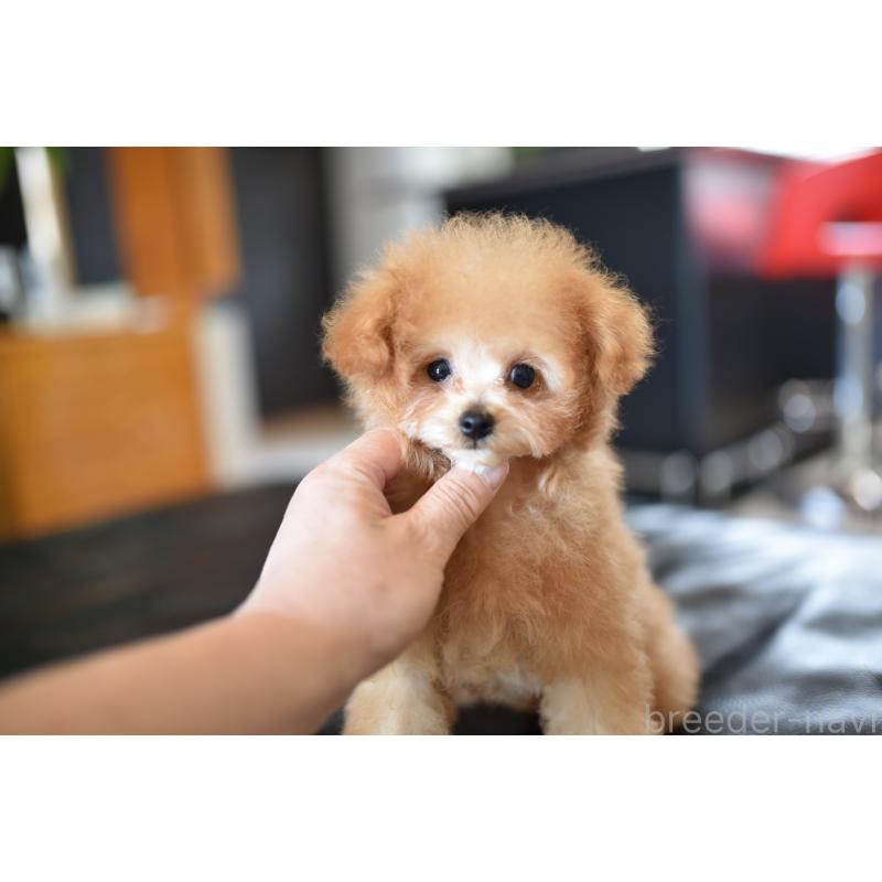 販売中の茨城県のティーカッププードル-413043の6枚目