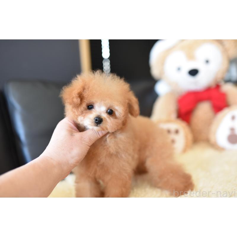 販売中の茨城県のティーカッププードル-413043の5枚目