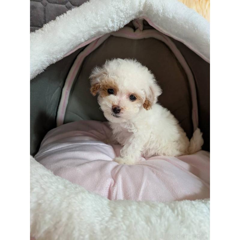 販売中の兵庫県のビションプー:ビションフリーゼ×トイプードル-422940