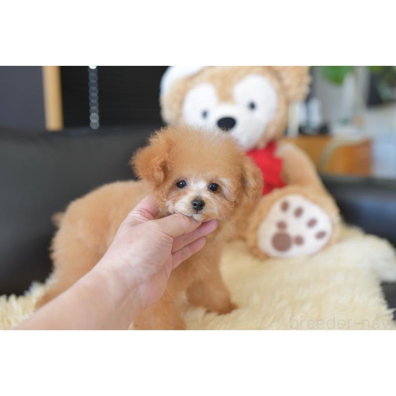 販売中の茨城県のティーカッププードル-413043の4枚目