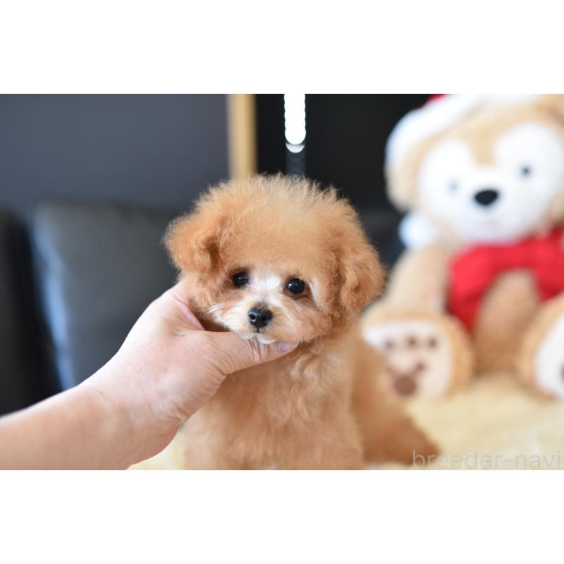 販売中の茨城県のティーカッププードル-413043の3枚目