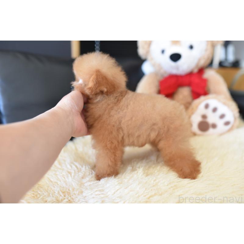 販売中の茨城県のティーカッププードル-413043の2枚目
