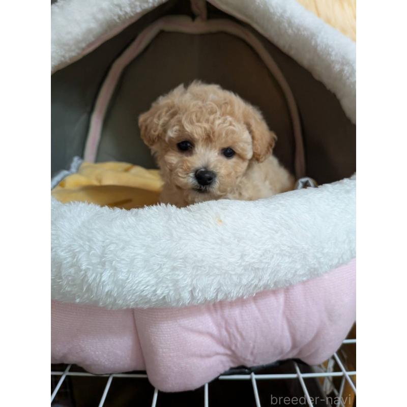 販売中の兵庫県のビションプー:ビションフリーゼ×トイプードル-422945の2枚目