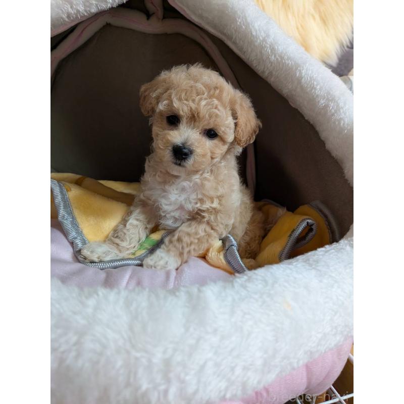 販売中の兵庫県のビションプー:ビションフリーゼ×トイプードル-422945