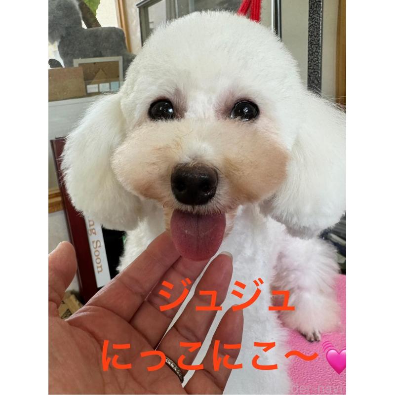 ジュジュちゃん1枚目