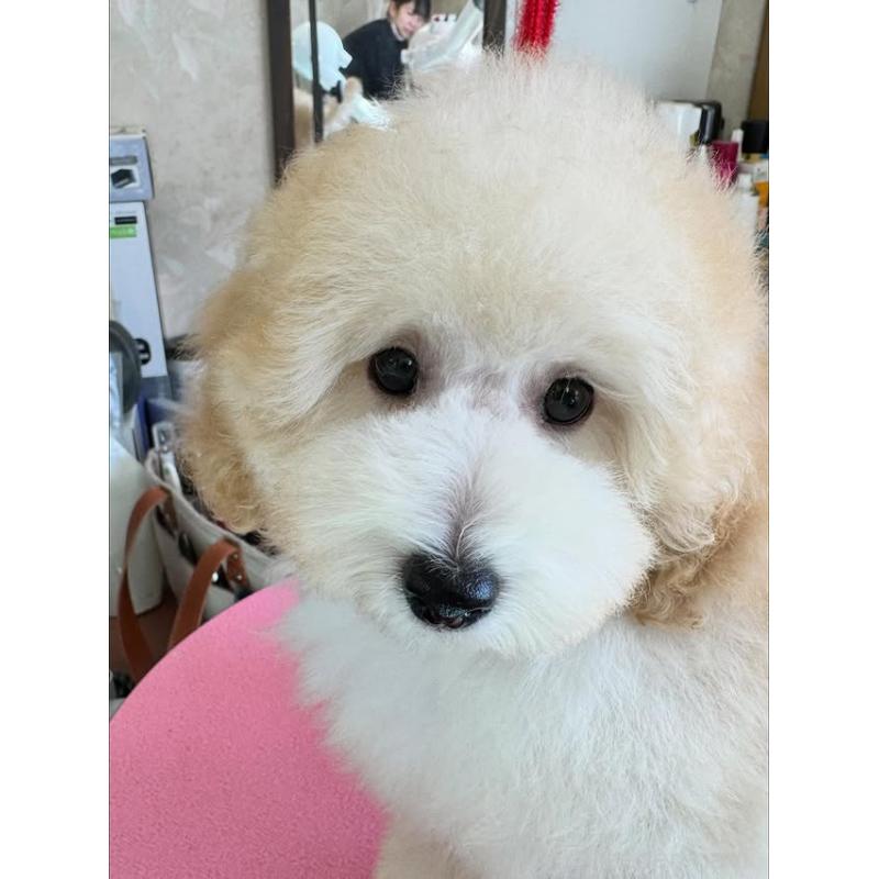 販売中の山梨県のトイプードル-422947の7枚目