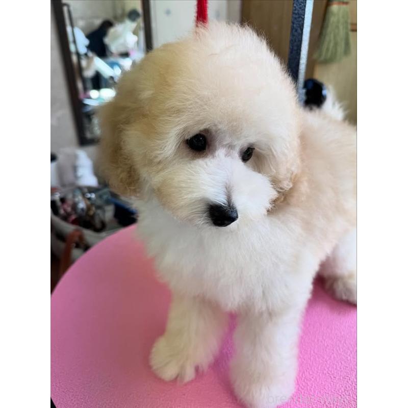 販売中の山梨県のトイプードル-422947の6枚目