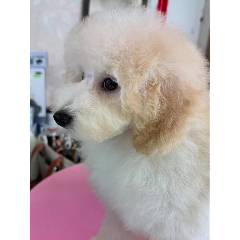 販売中の山梨県のトイプードル-422947の5枚目